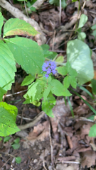 Conoclinium coelestinum