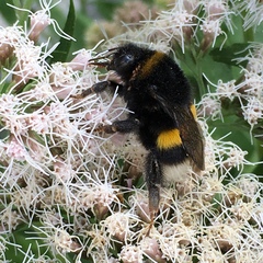 Bombus terrestris