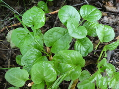 Pyrola asarifolia