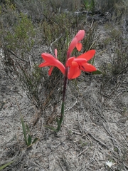 Watsonia coccinea