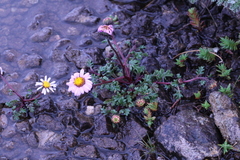 Afroaster erucifolius