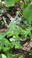 Conoclinium coelestinum