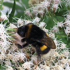 Bombus terrestris