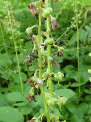 Pyrola asarifolia