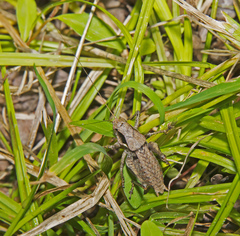 Atlanticus testaceus