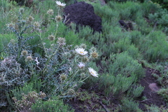 Berkheya cirsiifolia
