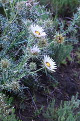 Berkheya cirsiifolia