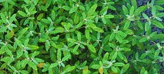 Euphorbiaceae