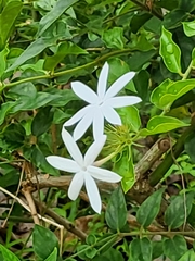 Jasminum