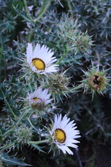 Berkheya cirsiifolia