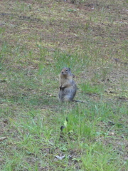 Urocitellus columbianus