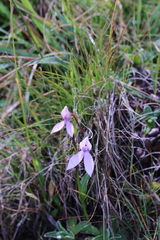 Brownleea macroceras