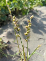 Cenchrus longispinus