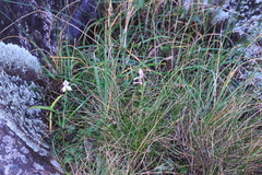 Brownleea macroceras