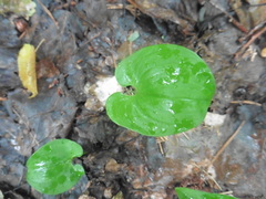 Maianthemum bifolium