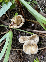 Lentinus tigrinus