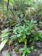 Chimaphila umbellata