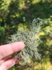 Usnea subfloridana