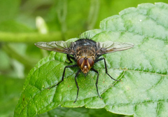 Tachininae