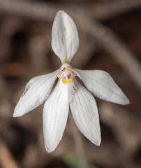 Caladenia