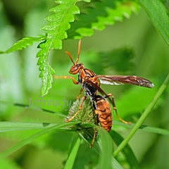 Polistes jokahamae