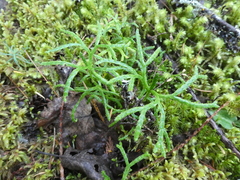 Diphasiastrum complanatum