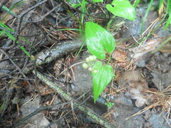 Maianthemum bifolium