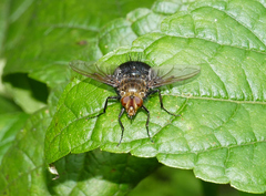 Tachininae