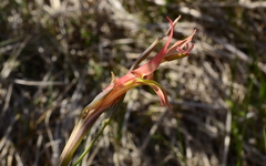 Gladiolus vandermerwei