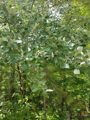 Populus alba