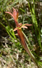 Gladiolus vandermerwei