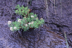 Crassula sarcocaulis