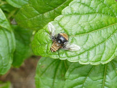 Tachininae