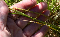 Gladiolus vandermerwei