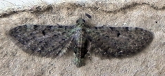 Eupithecia