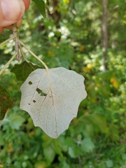 Populus alba