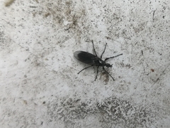 Dilophus febrilis
