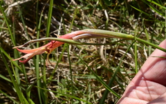 Gladiolus vandermerwei