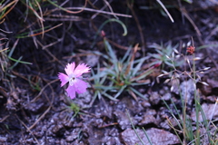 Dianthus basuticus