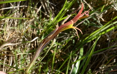 Gladiolus vandermerwei