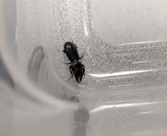 Scarites subterraneus