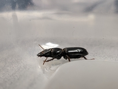 Scarites subterraneus