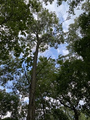 Quercus rubra