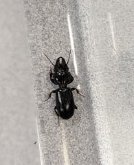 Scarites subterraneus