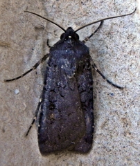 Euxoa velleripennis