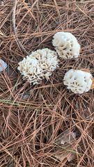 Sparassis spathulata