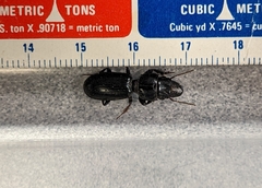 Scarites subterraneus