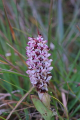 Disa fragrans
