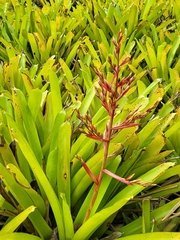 Aechmea blanchetiana