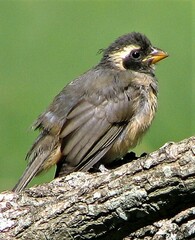 Saltator aurantiirostris